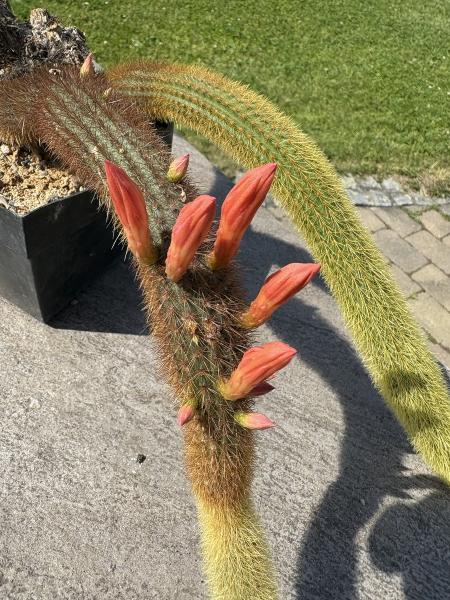 Cleistocactus winteri
